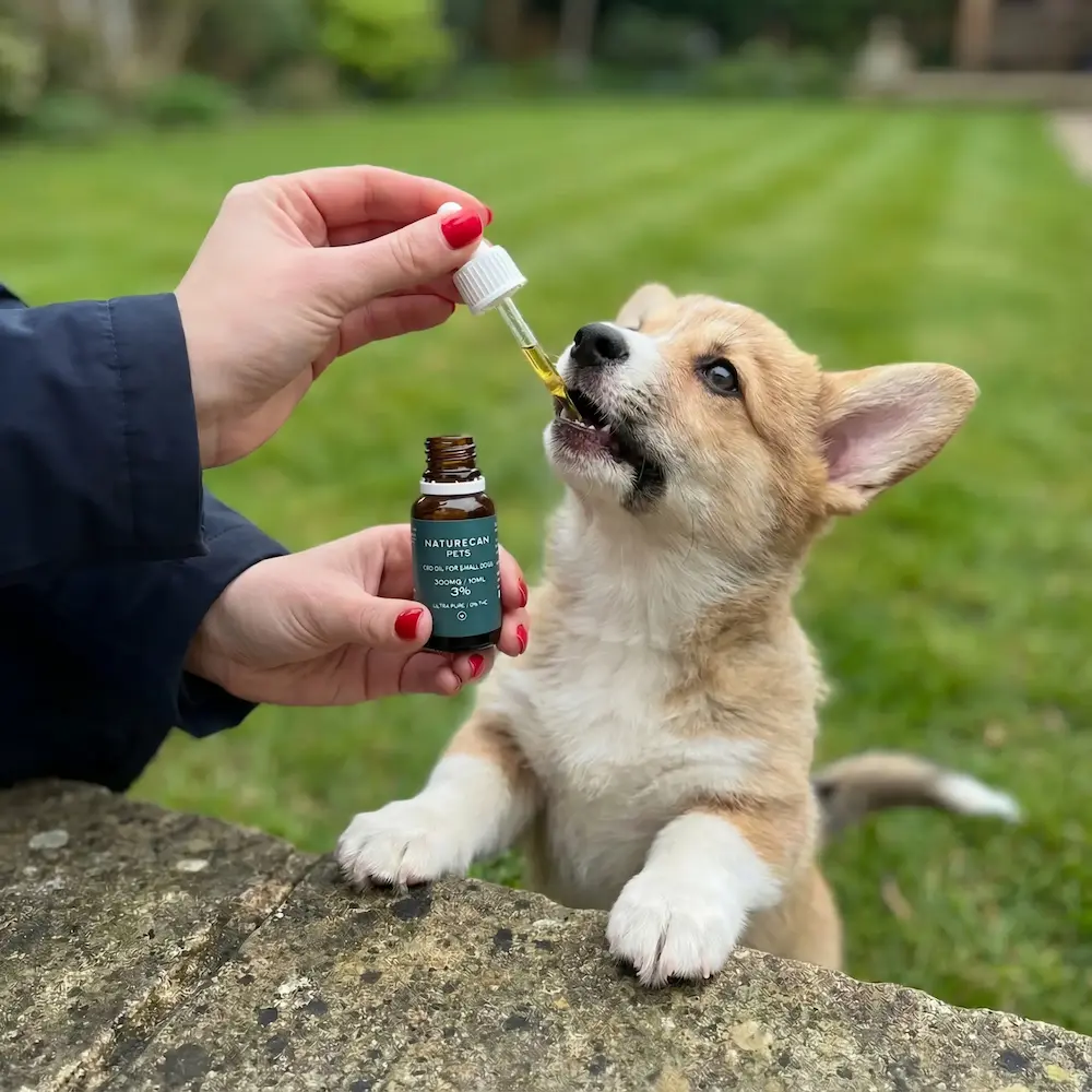 Aceite CBD Ultrapuro Perros - Image 4