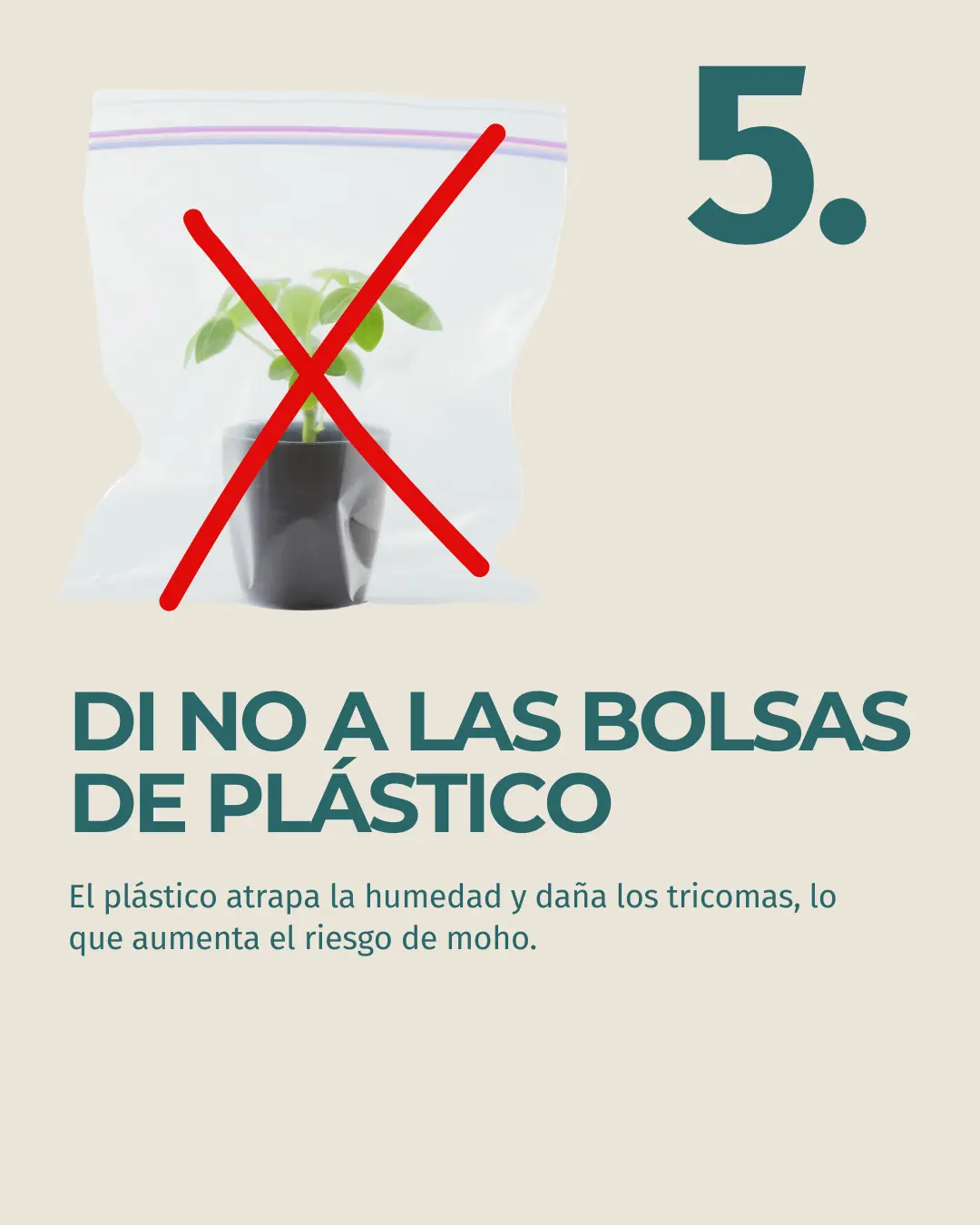 Flor de CBD Lifter - Image 5